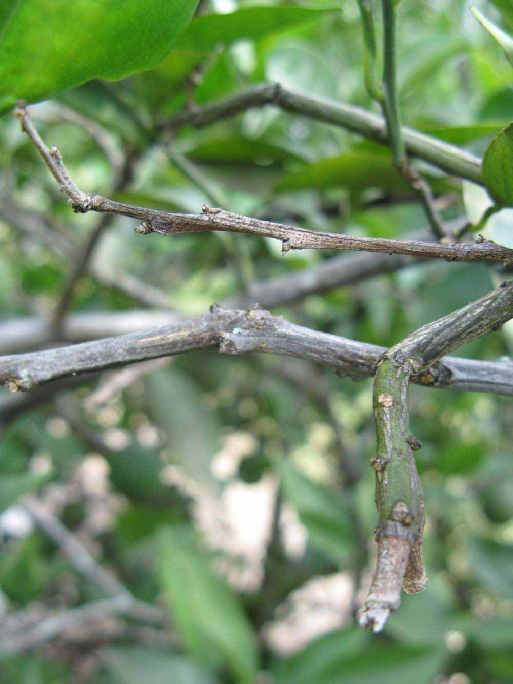              Second - third year twig (Winter Haven, FL)       